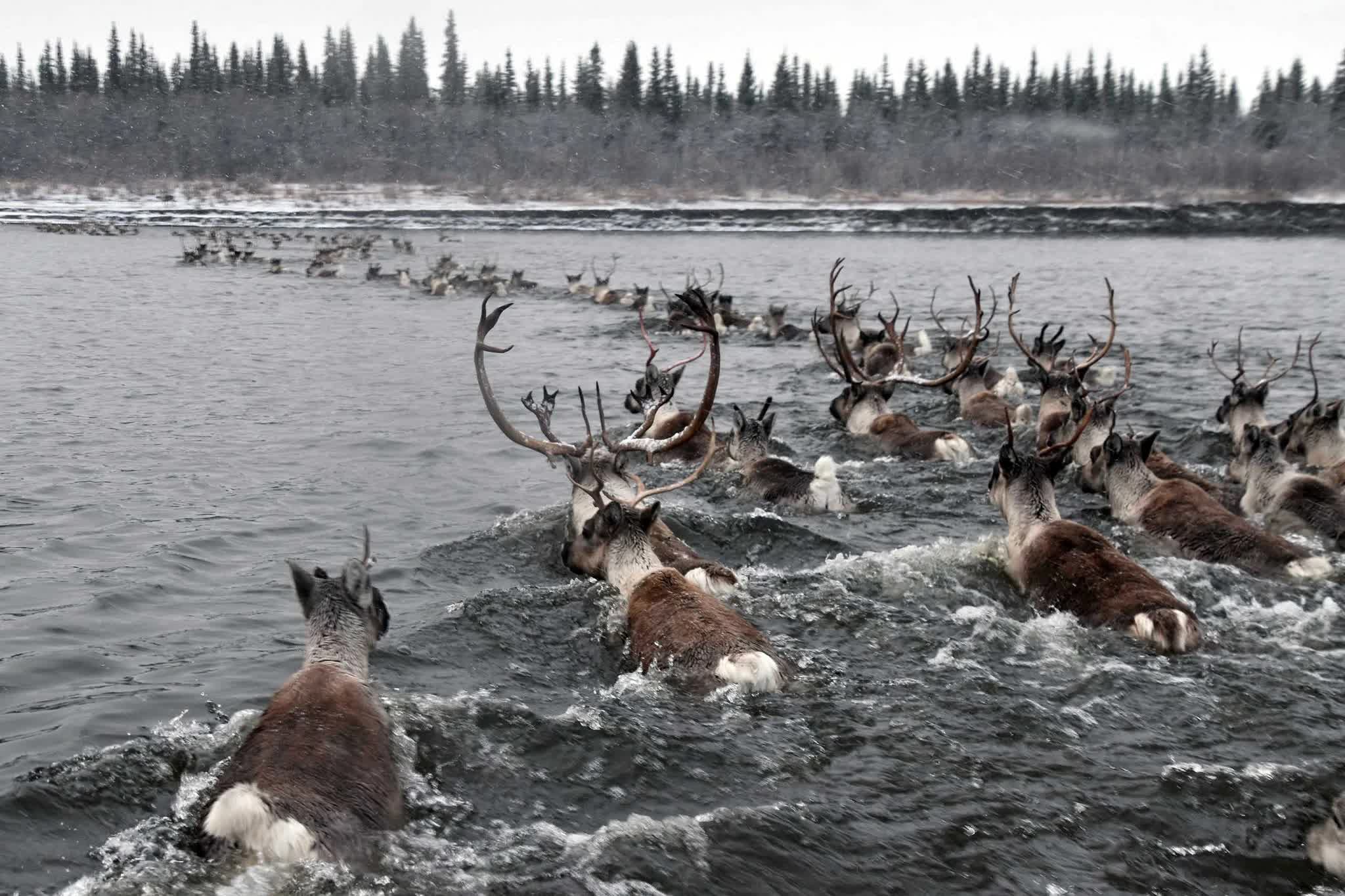 caribou