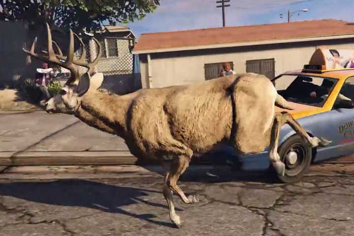 San Andream Animal Cams