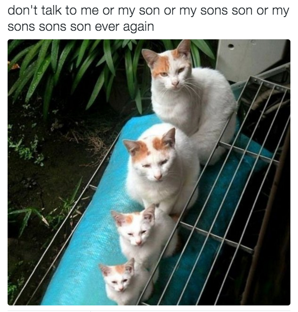 Cat Meme - Don't Ever Talk To Me Or My Son Ever Again