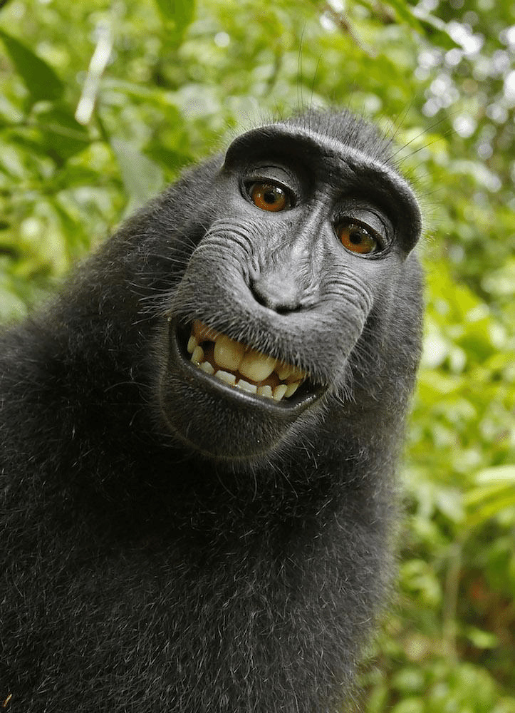 Monkey selfie via Macaque
